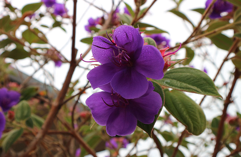 紫の花