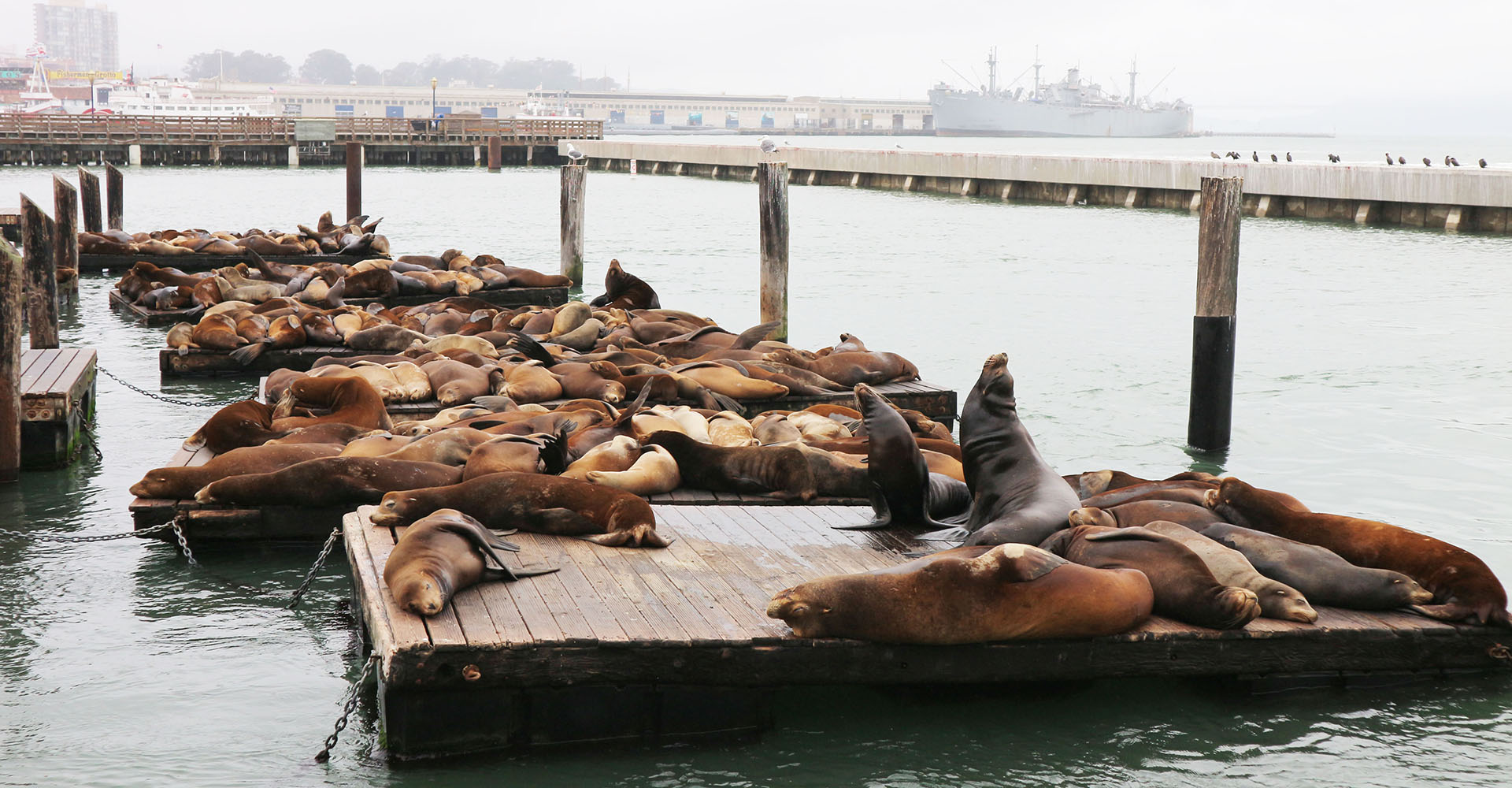 Pier39のアシカの群れ