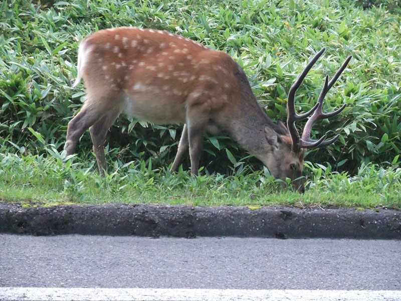 大きな角のエゾシカ