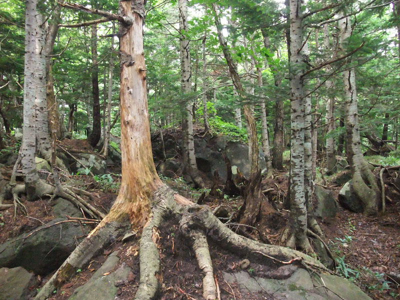 岩の上に生える木