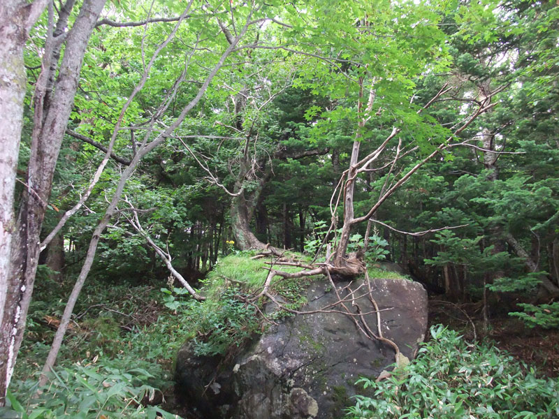 岩の上に生える木