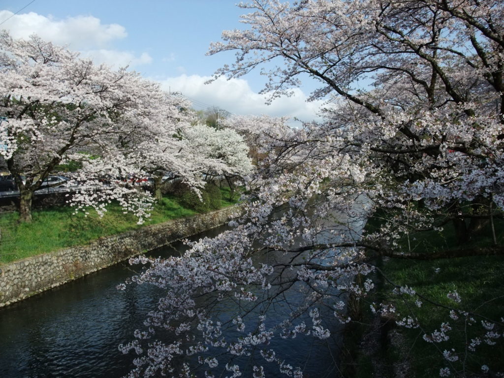 羽村堰の桜