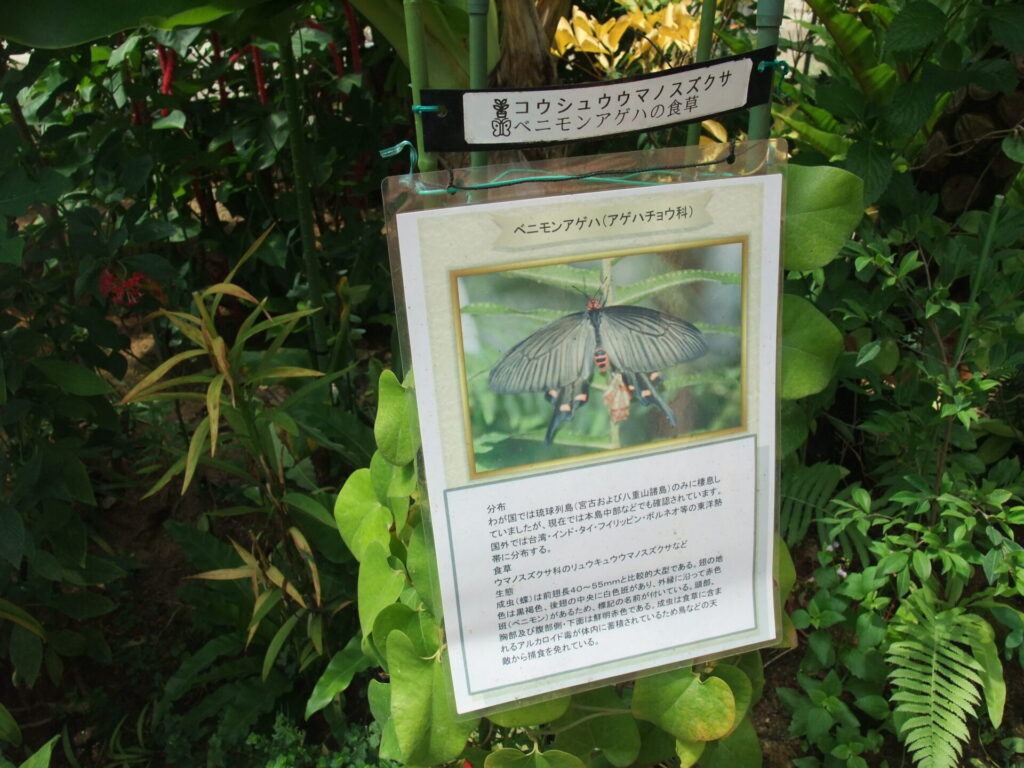 ベニモンアゲハの説明