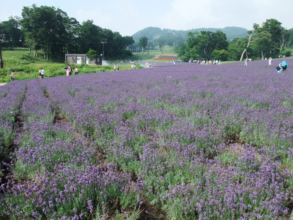 たんばらラベンダーパーク