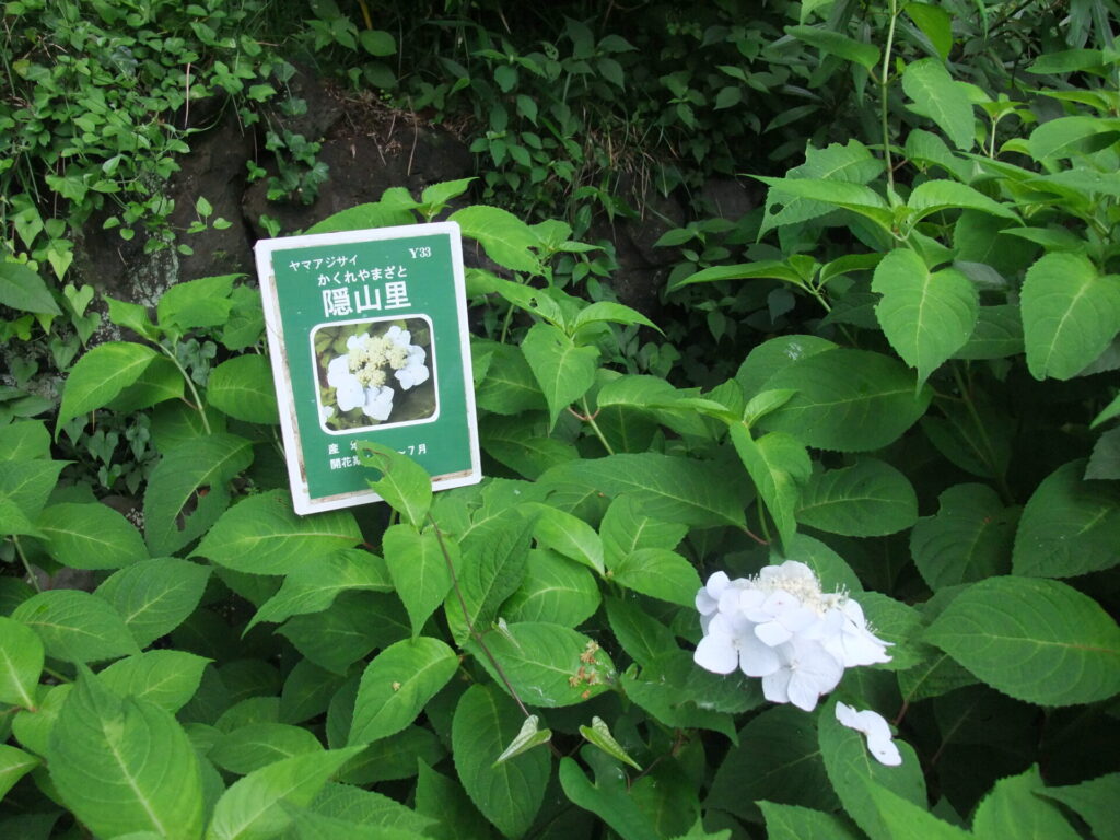 隠山里
