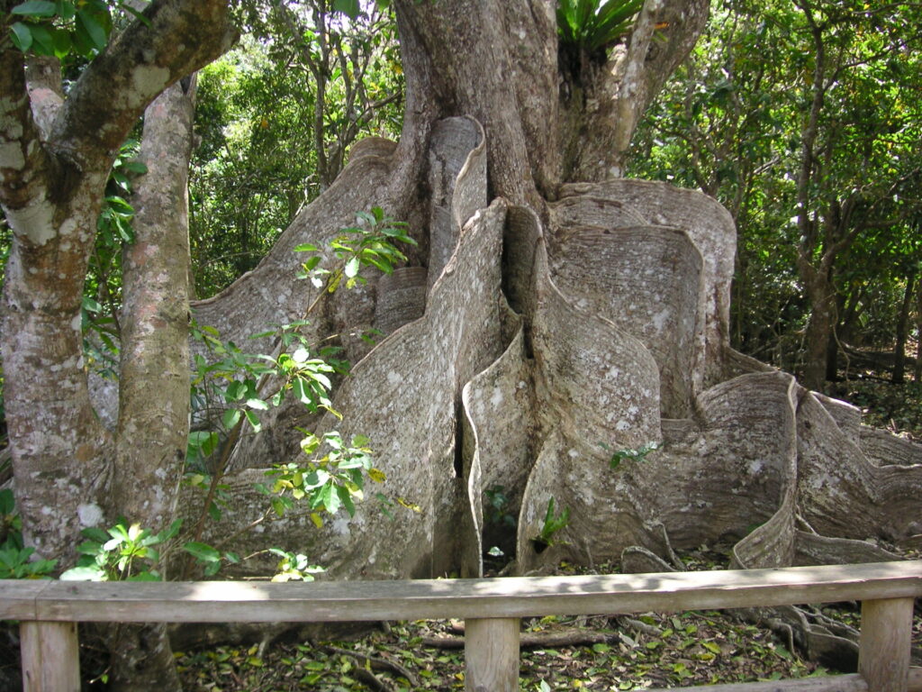 サキシマスオウノキ