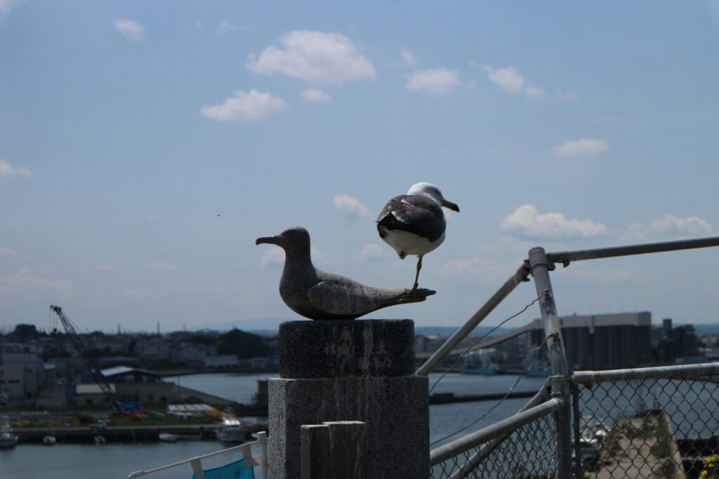 ウミネコ